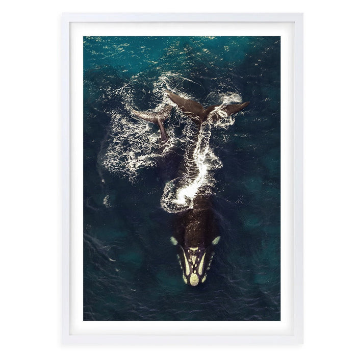 Wall Art's Breaking Whales Large 105cm x 81cm Framed A1 Art Print